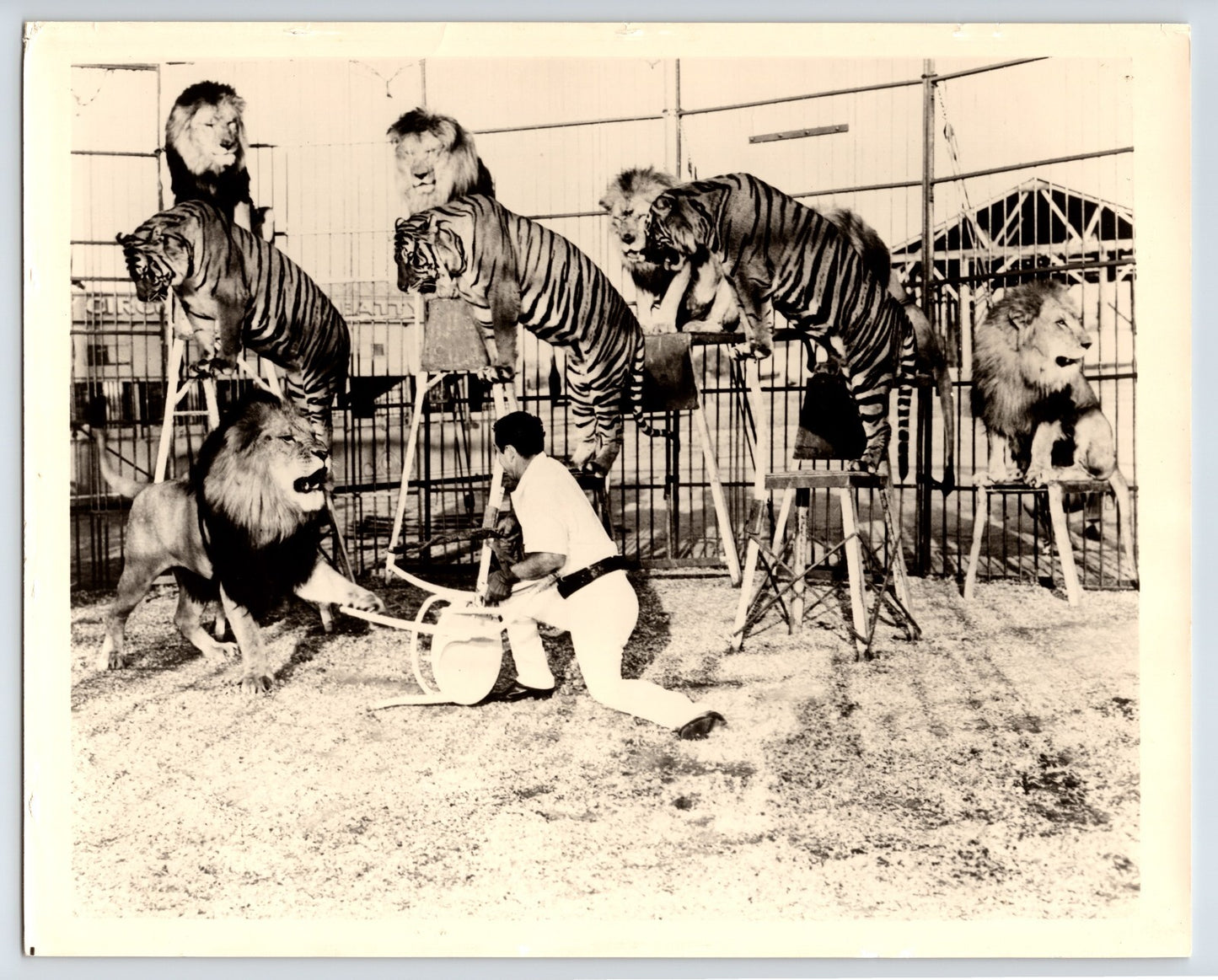 Clyde Beatty Circus 1950s Photo Taming Lions Tigers 