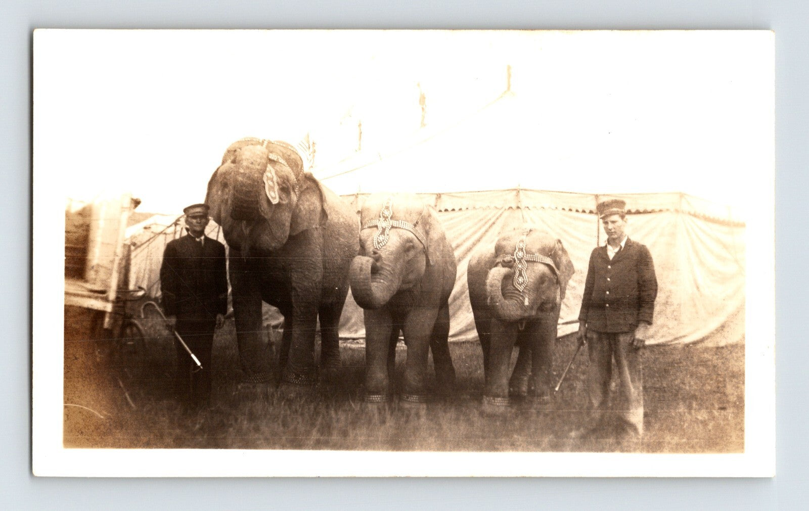 Bud Anderson Circus elephants trainers lineup 1935 circus tent vintage photo
