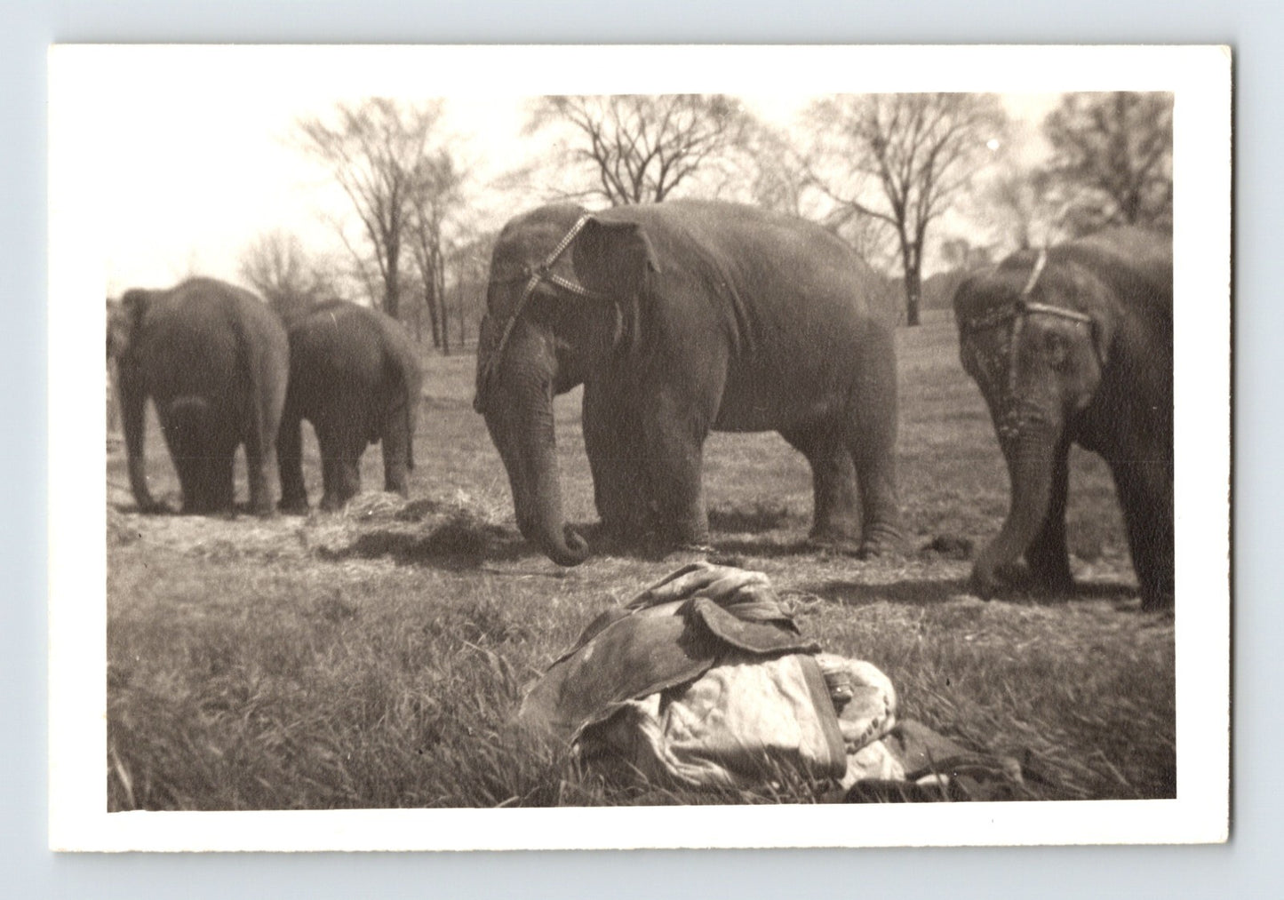 King Cristiani Circus 1947 Photo Elephants 4.75 x 3.25