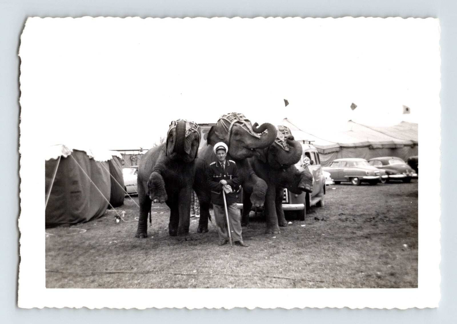 King Cristiani Circus elephants with trainer standing between two elephants beside circus tents and parked cars 1950s black and white photograph