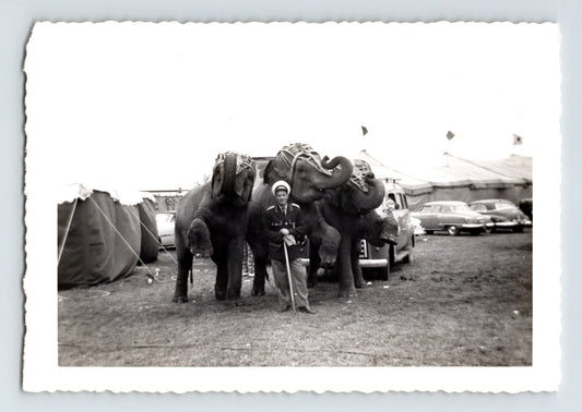 King Cristiani Circus elephants with trainer standing between two elephants beside circus tents and parked cars 1950s black and white photograph