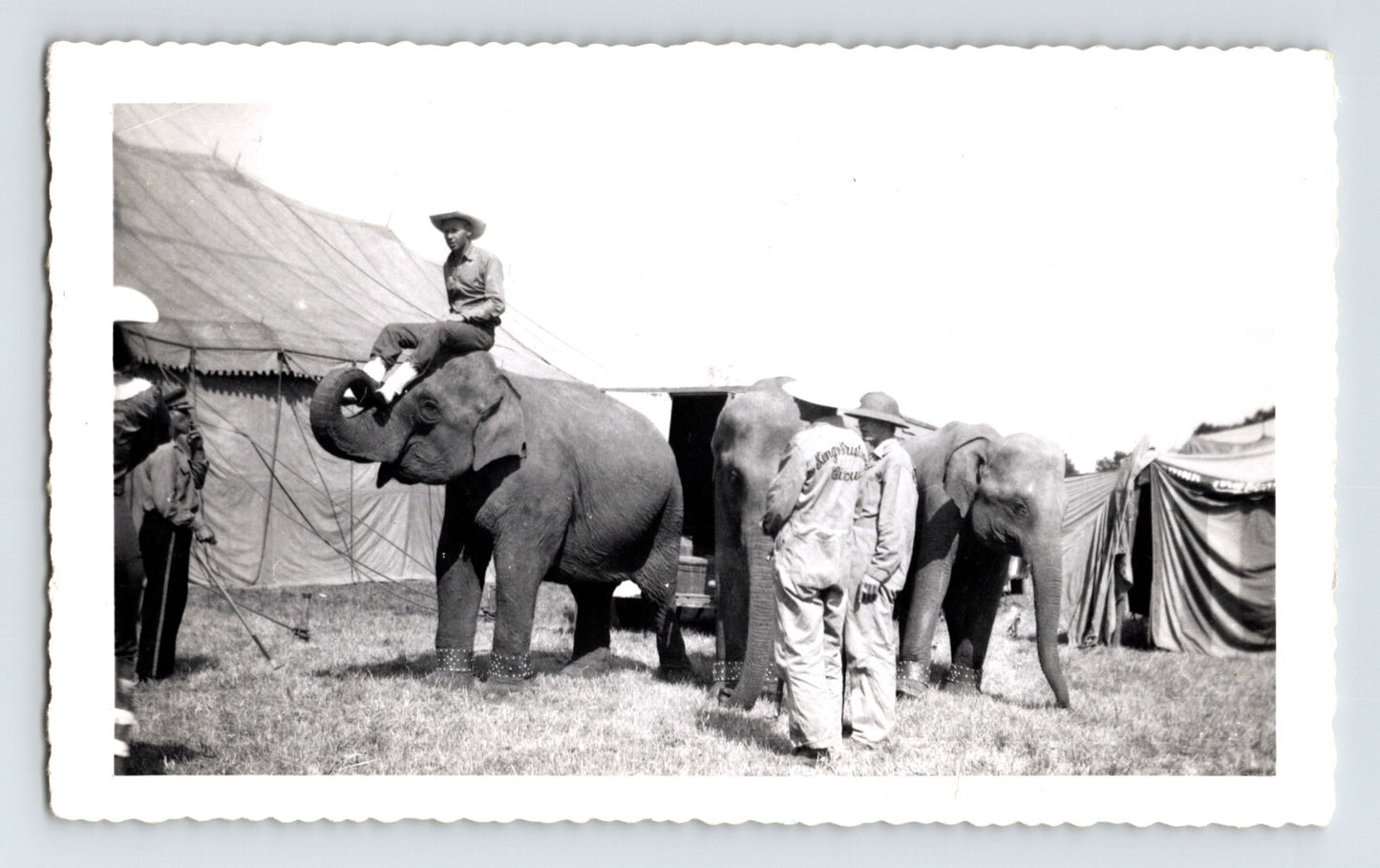 King Cristiani Circus elephants with trainer beside tent and handlers 1952 circus photo