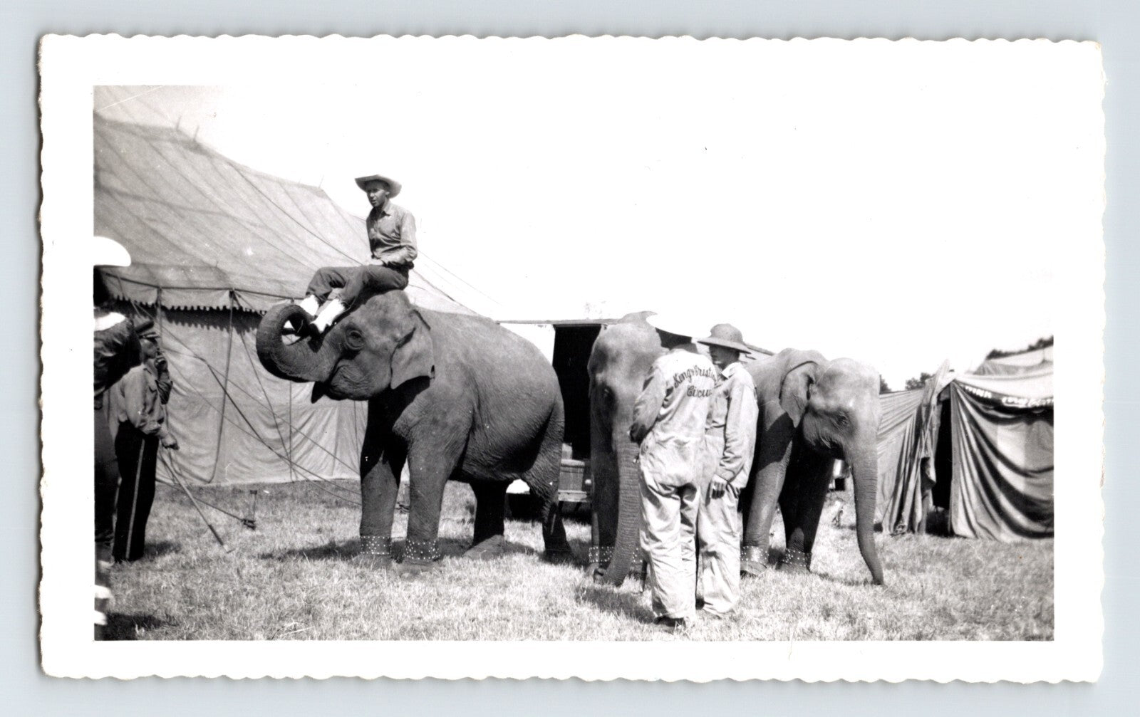 King Cristiani Circus elephants with trainer beside tent and handlers 1952 circus photo