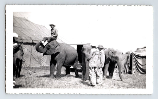 King Cristiani Circus elephants with trainer beside tent and handlers 1952 circus photo