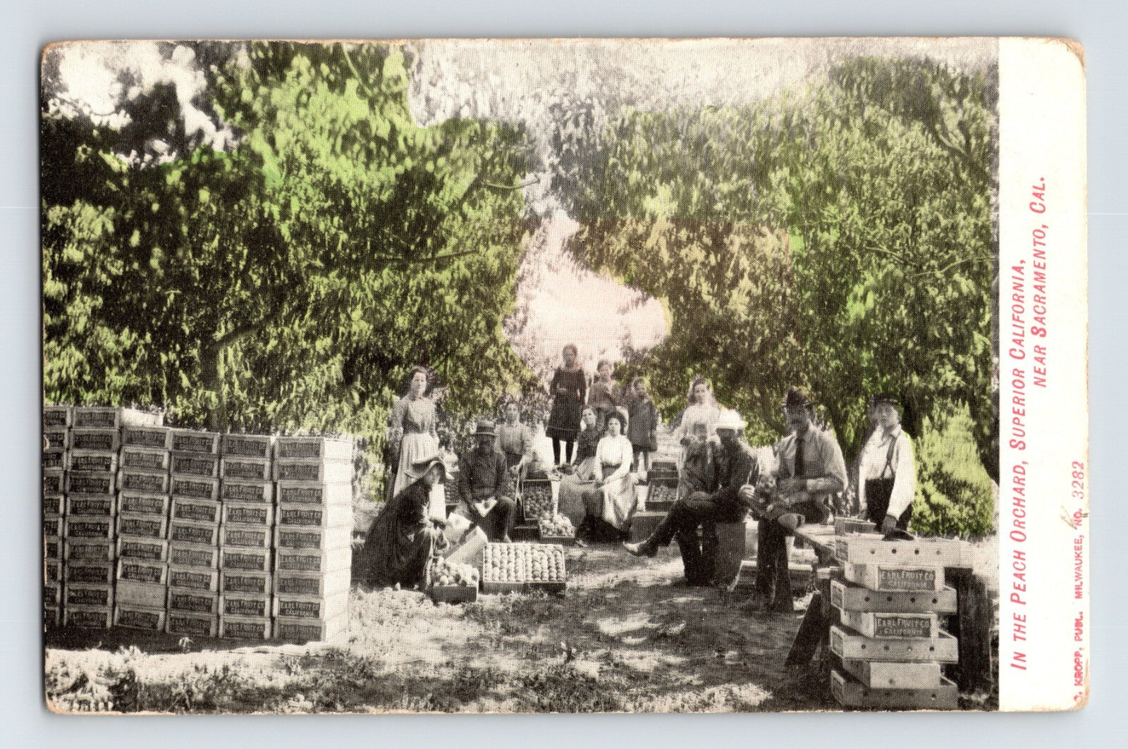 Workers harvesting peaches in Superior California orchard with stacked wooden crates under tree canopy pre 1907 postcard