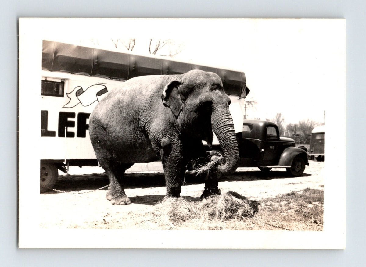 Bell Brothers Circus 1946 elephant feeding hay beside circus truck trailer black and white photograph with transport vehicle in background