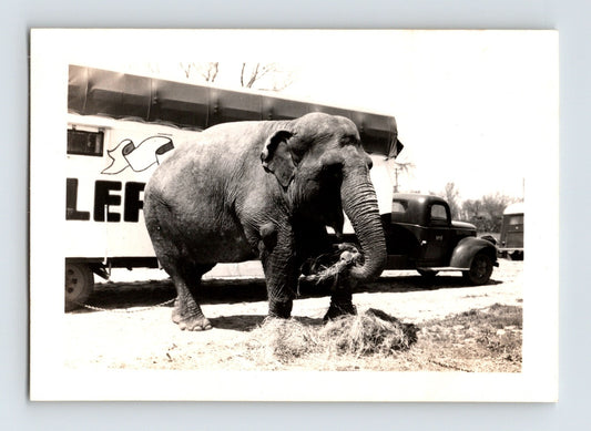 Bell Brothers Circus 1946 elephant feeding hay beside circus truck trailer black and white photograph with transport vehicle in background