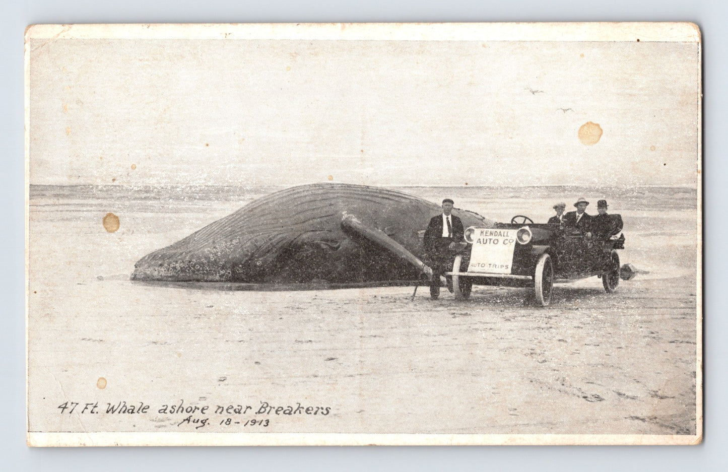 47 foot whale ashore near Breakers Long Beach Washington 1923 posted postcard with early automobile and Kendall Auto Co sign