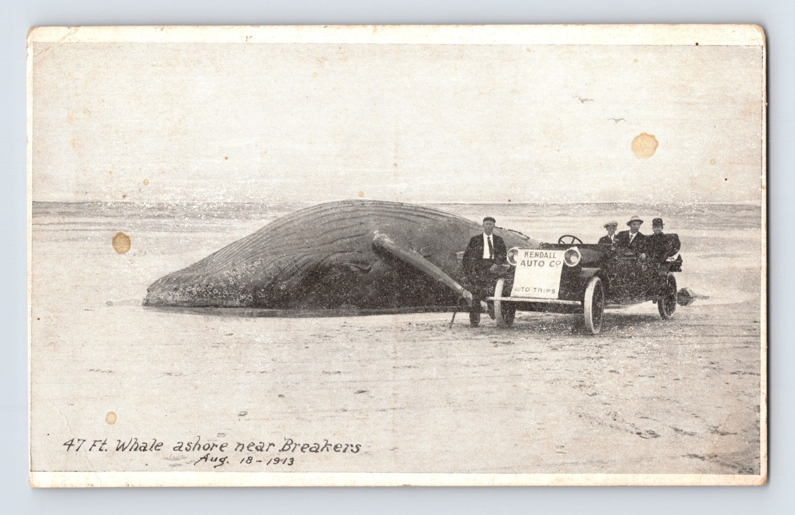 47 foot whale ashore near Breakers Long Beach Washington 1923 posted postcard with early automobile and Kendall Auto Co sign