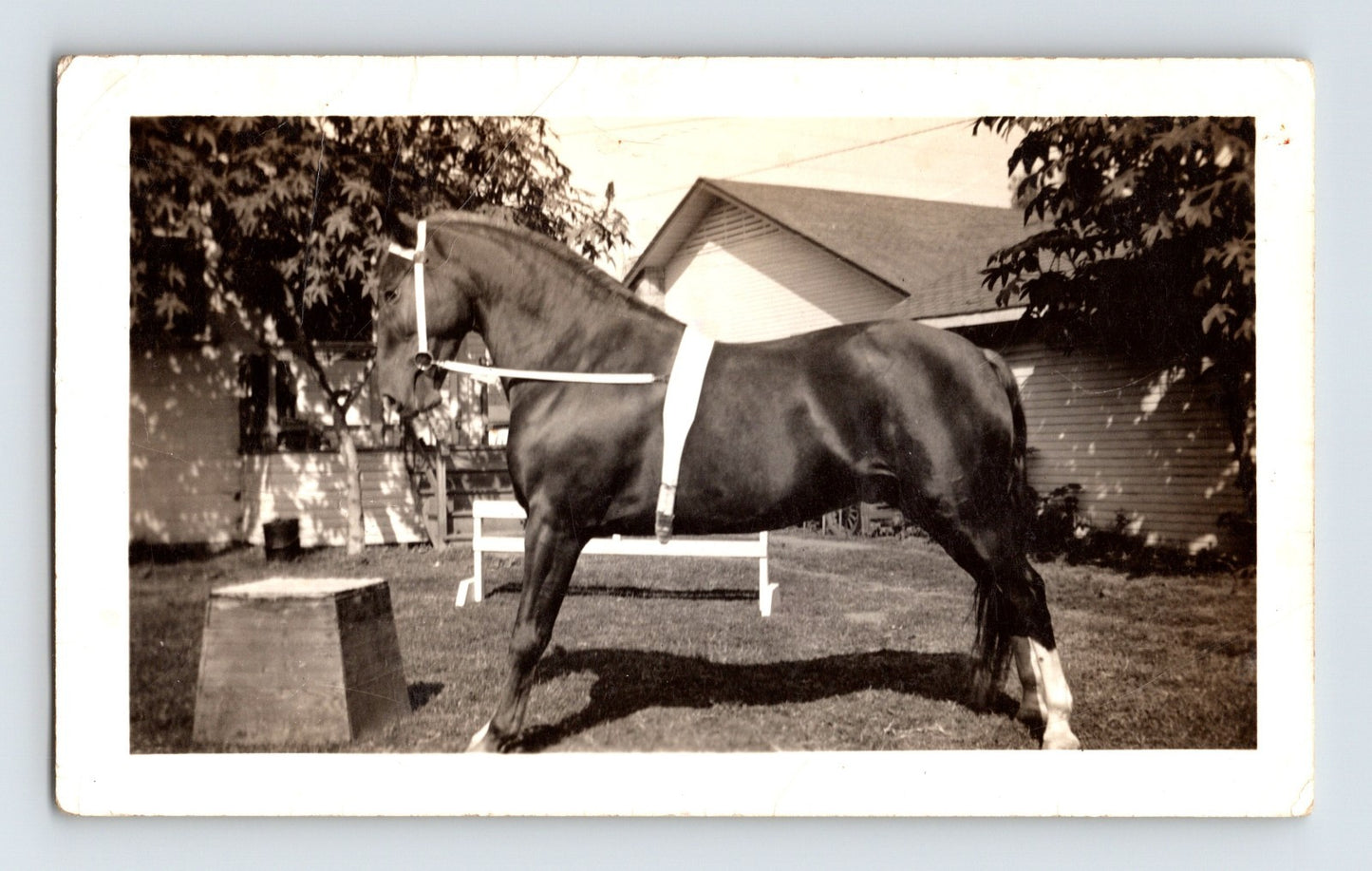 Photo Circus Show Horse Training 1936 - 2.75 x 4.5