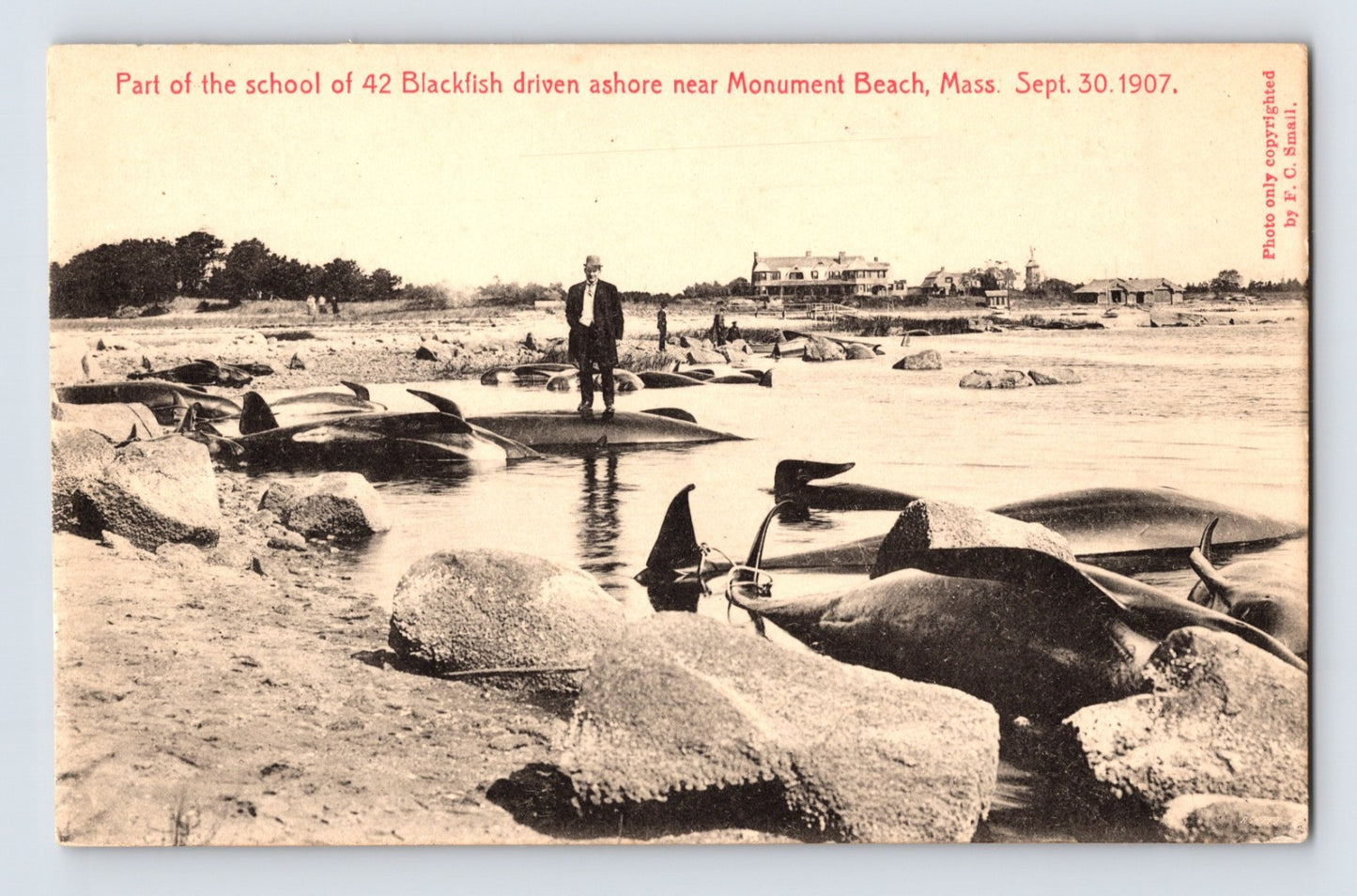Part of school of 42 blackfish driven ashore Monument Beach Massachusetts 1907 whaling scene with multiple whales and man standing on carcass