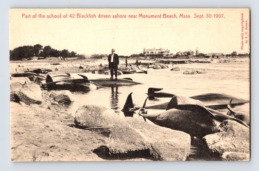 Part of school of 42 blackfish driven ashore Monument Beach Massachusetts 1907 whaling scene with multiple whales and man standing on carcass