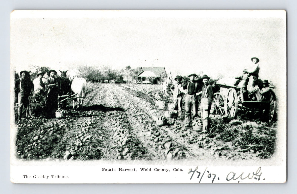 Weld County Colorado Potato Harvest 1907 Postcard Posted Undivided