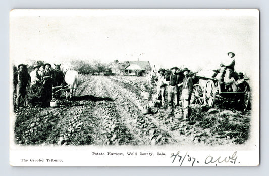 Weld County Colorado Potato Harvest 1907 Postcard Posted Undivided