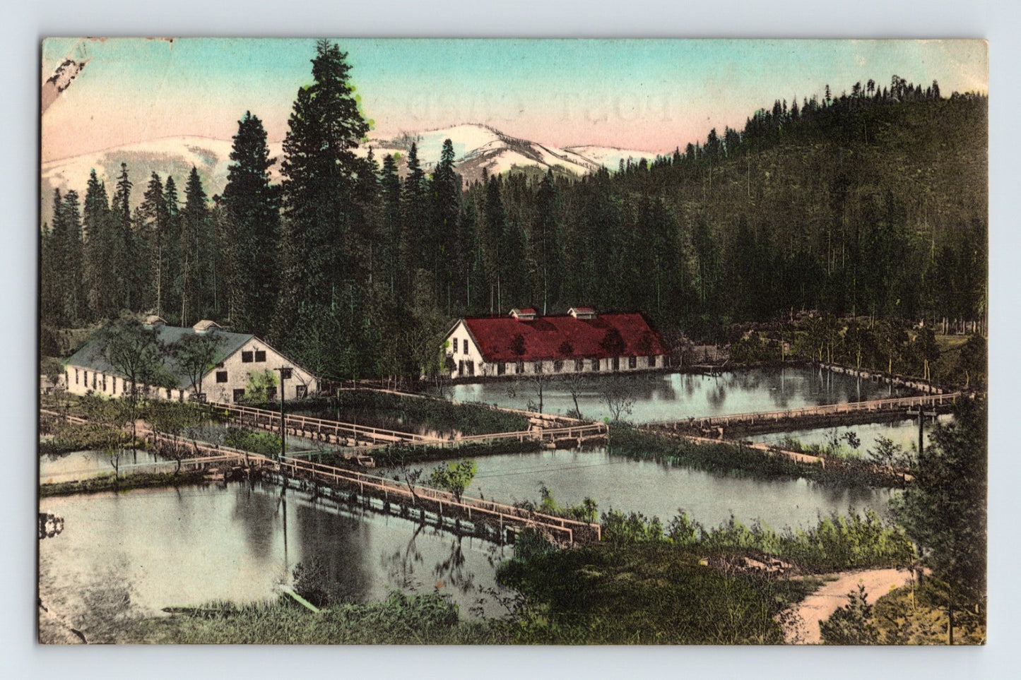 Shasta Springs California Fish Hatchery 1910s Postcard Unposted Divided Back