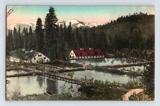 Shasta Springs California Fish Hatchery 1910s Postcard Unposted Divided Back