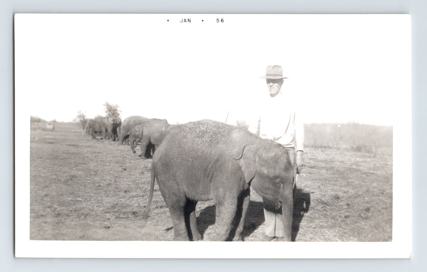 1956 Kelly Miller Circus baby elephant trainer Hugo Oklahoma photograph showing handler with line of elephants in open field