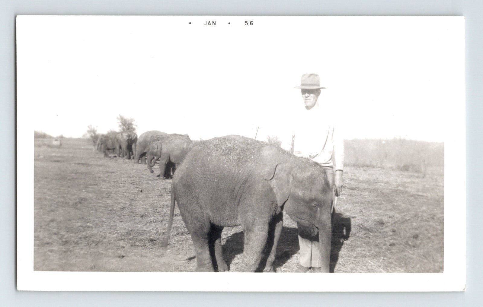 1956 Kelly Miller Circus baby elephant trainer Hugo Oklahoma photograph showing handler with line of elephants in open field