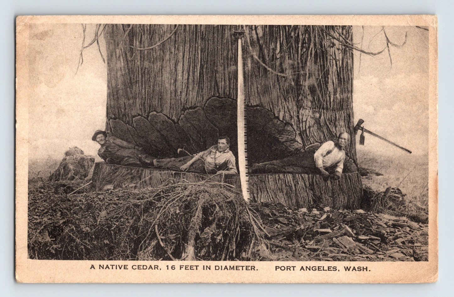 Port Angeles Washington giant cedar tree logging lumberjacks measuring trunk postcard
