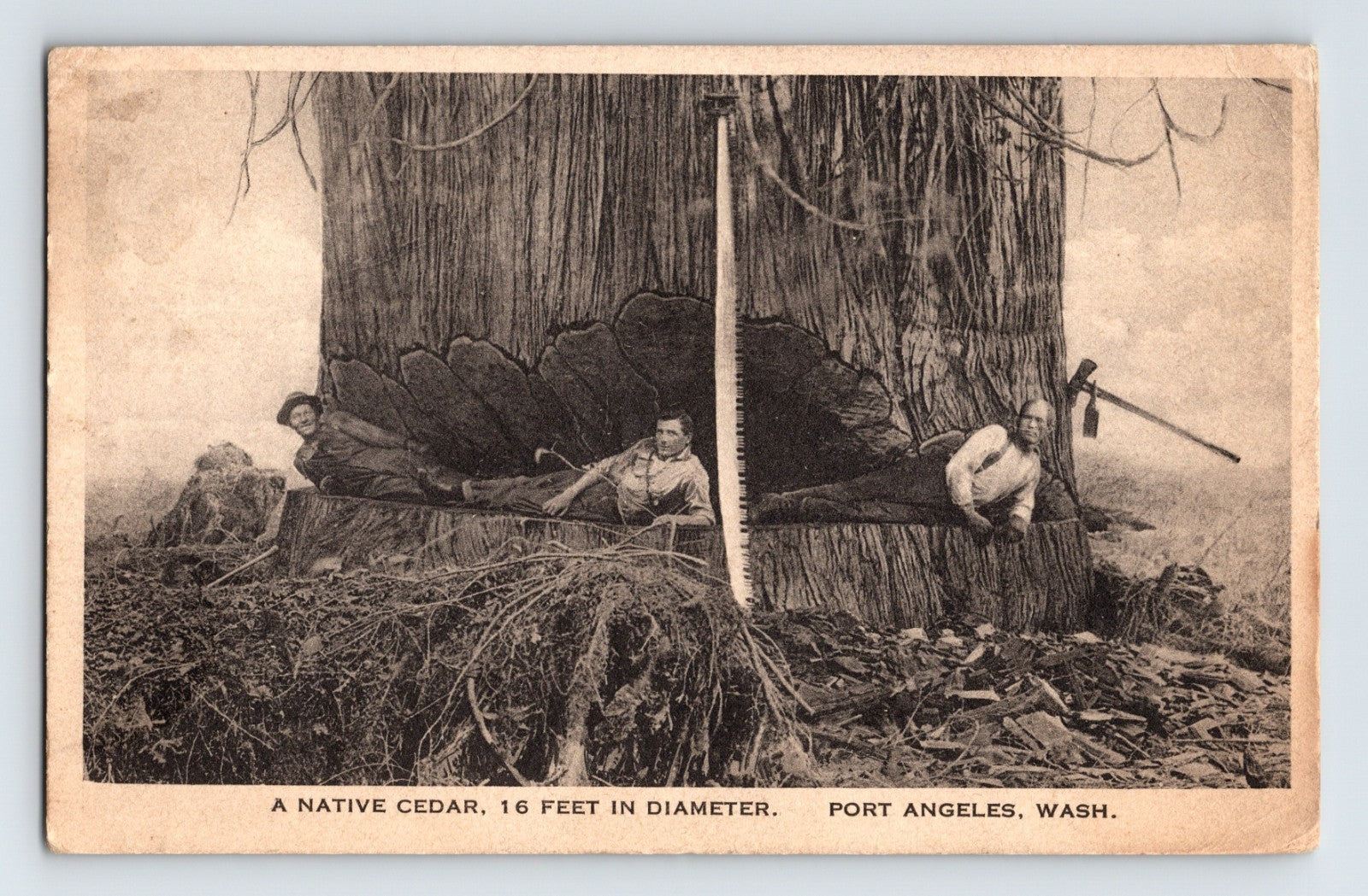 Port Angeles Washington giant cedar tree logging lumberjacks measuring trunk postcard