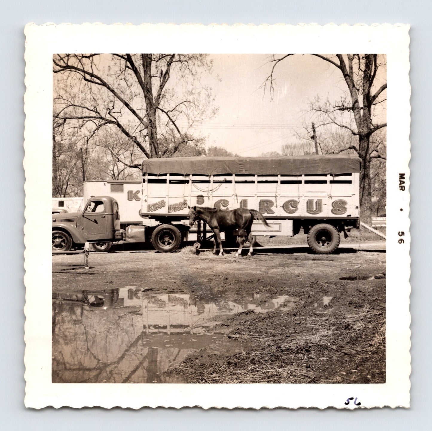 King Bros Circus 1956 photo horse beside circus transport truck winter quarters muddy ground reflection