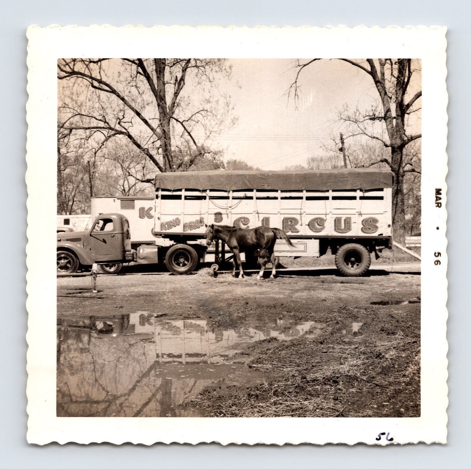 King Bros Circus 1956 photo horse beside circus transport truck winter quarters muddy ground reflection
