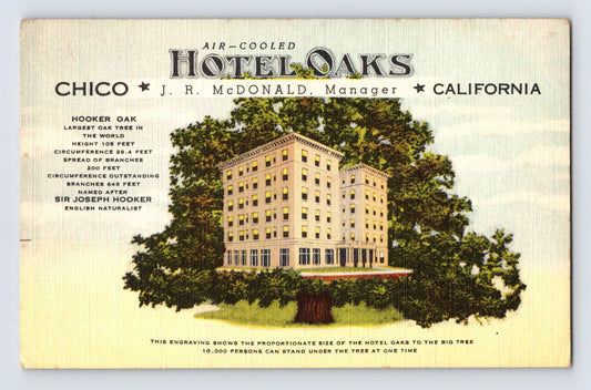 Chico California Hotel Oaks postcard featuring an oversized Hooker Oak tree illustration with the hotel composited into the trunk and canopy area, linen-era design with descriptive text panel at left.