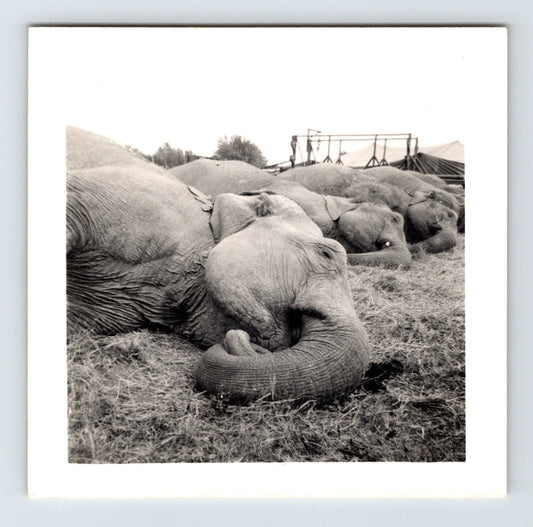 Black and white photograph of Clyde Beatty Circus elephants sleeping on hay in Concordia Kansas 1954