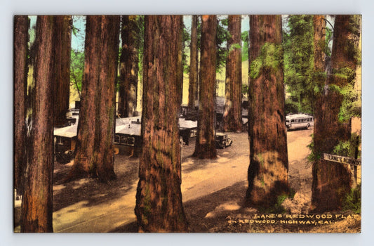 Mendocino California Lane’s Redwood Flats auto camp among giant redwood trees 1930s hand colored postcard