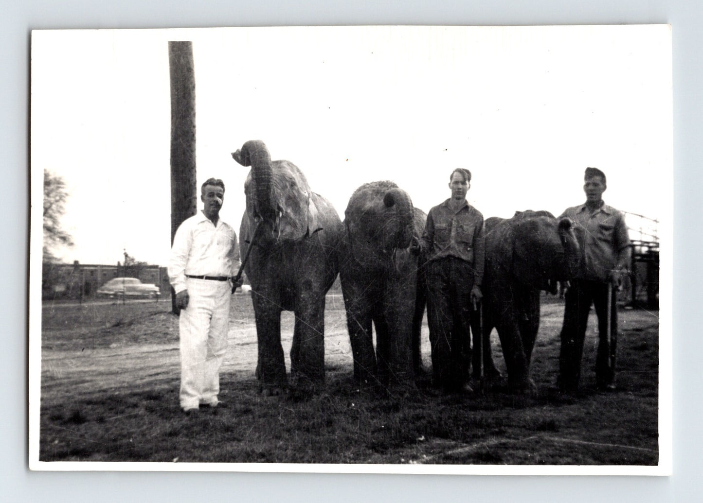 Sparks Circus 1946 Photo Elephant Herd Trainer - 3.25 x 4.75