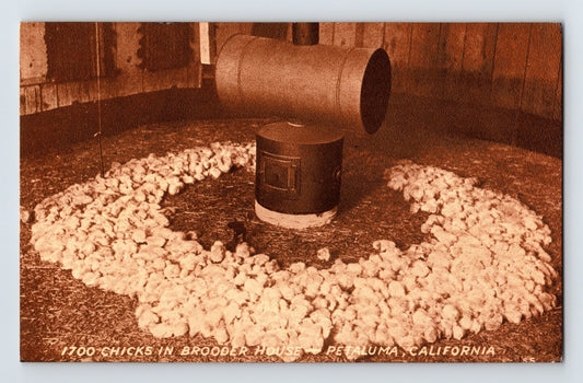 Petaluma California chicken brooder house 1700 chicks poultry farm 1910s postcard
