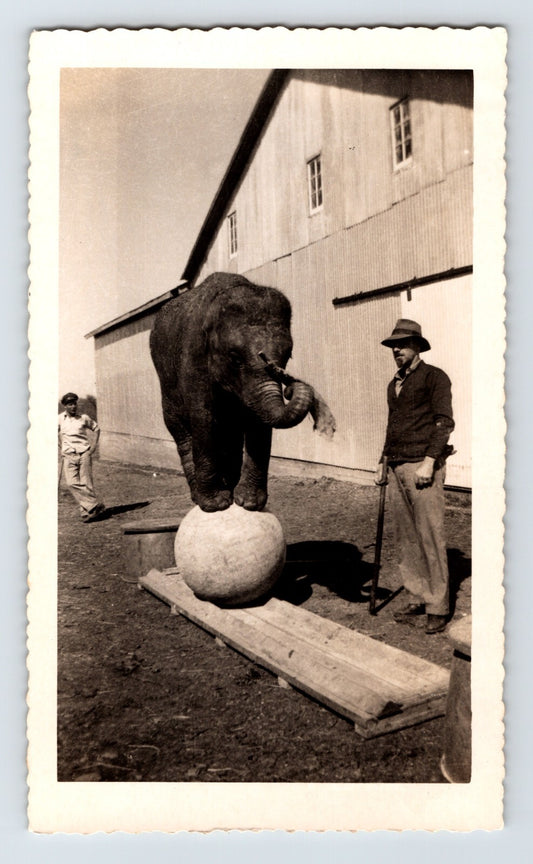 Kelly Miller Circus 1950 baby elephant balancing ball Hugo Oklahoma trainer vintage photo