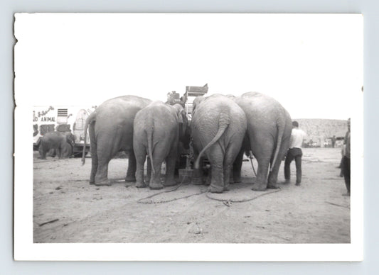Kelly Miller Circus elephants rear view chained group Barstow California 1958 photo