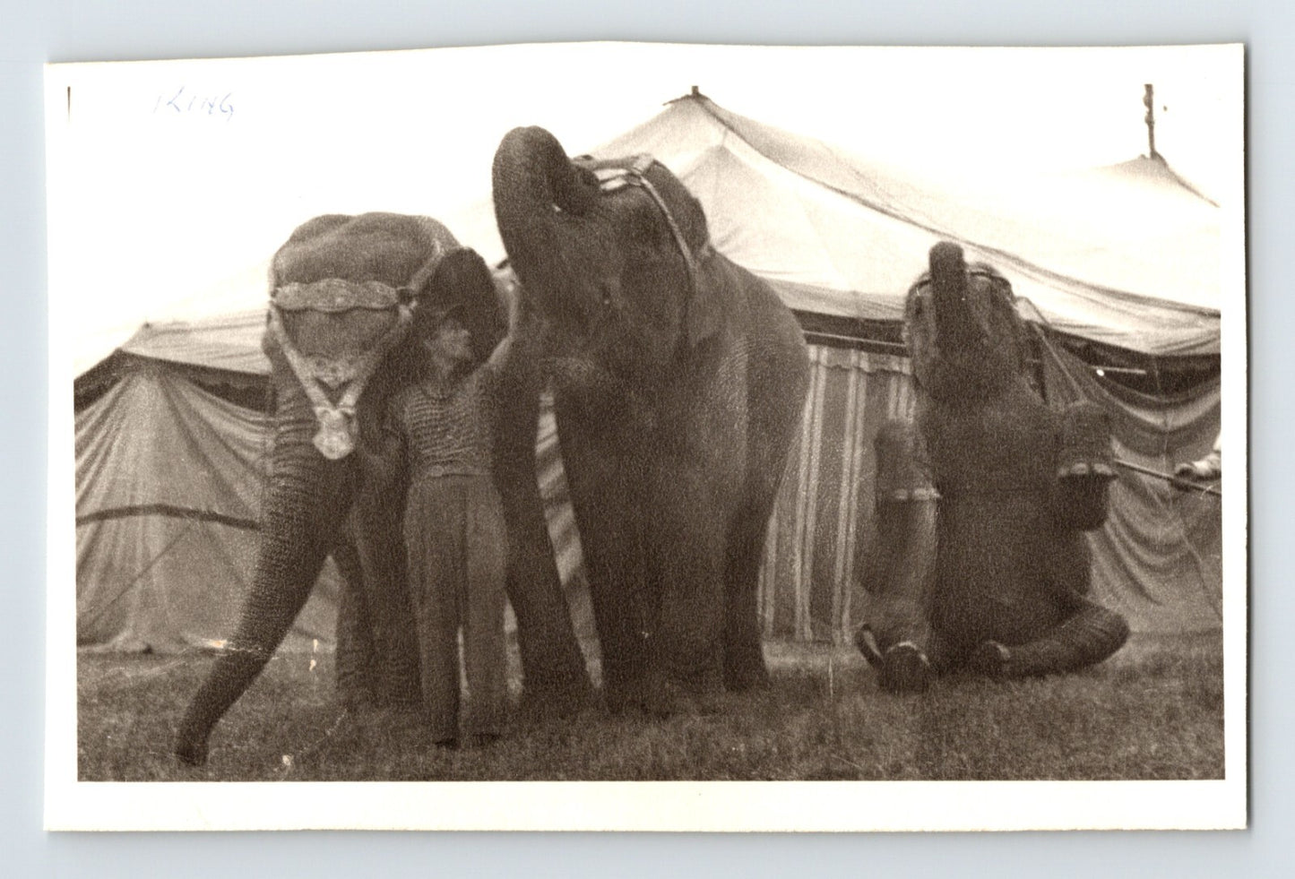 King Bros Circus 1946 elephants with trainer beside big top tent circus animal training scene