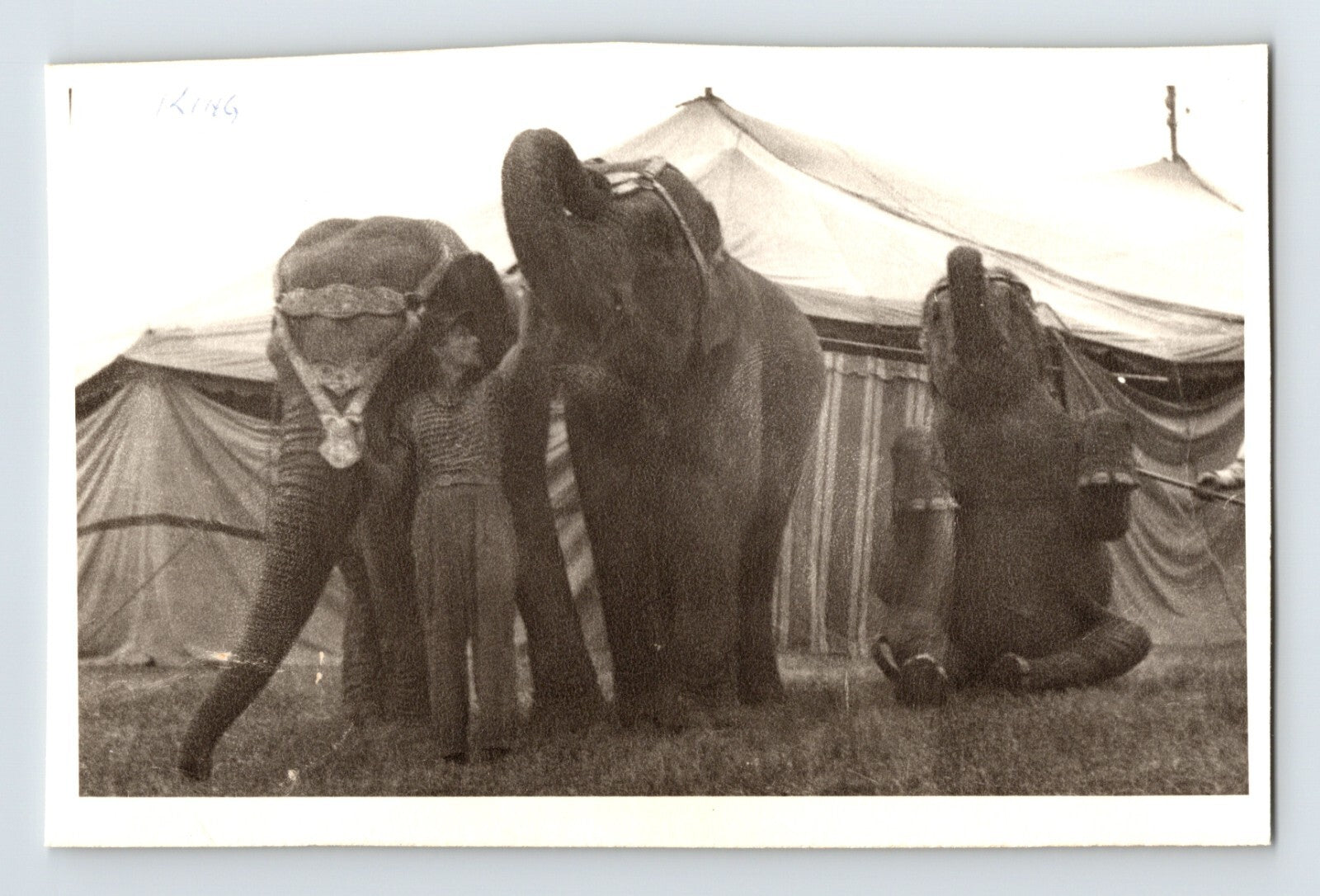 King Bros Circus 1946 elephants with trainer beside big top tent circus animal training scene
