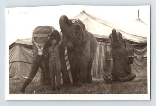 King Bros Circus 1946 elephants with trainer beside big top tent circus animal training scene