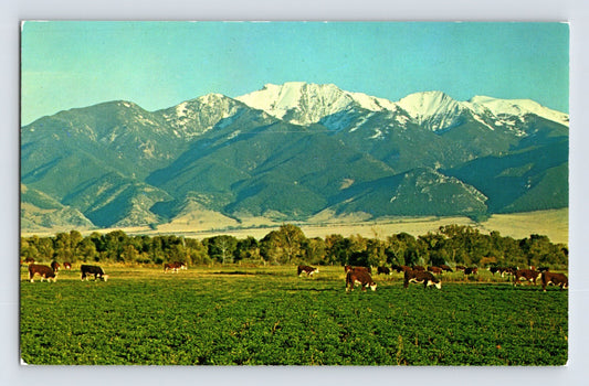 Twin Bridges Montana Man Mountain Whitehall Cattle 1960s Postcard Unposted