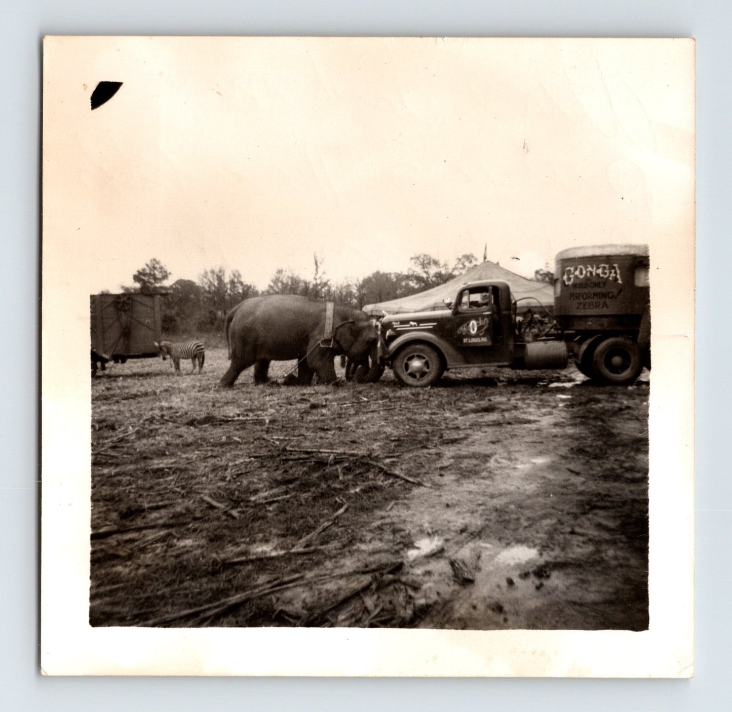Circus elephant pushing truck performance photograph St Louis Missouri 1950s