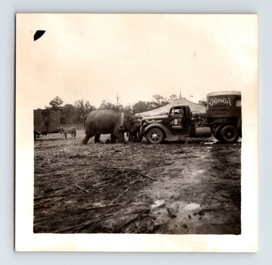 Circus elephant pushing truck performance photograph St Louis Missouri 1950s