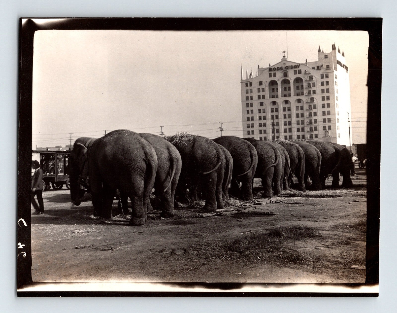 1946 Cole Bros Circus elephants lined up in Los Angeles California with hotel building in background black and white photograph