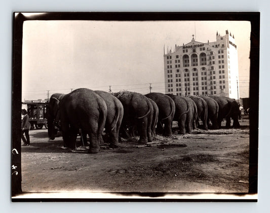 1946 Cole Bros Circus elephants lined up in Los Angeles California with hotel building in background black and white photograph