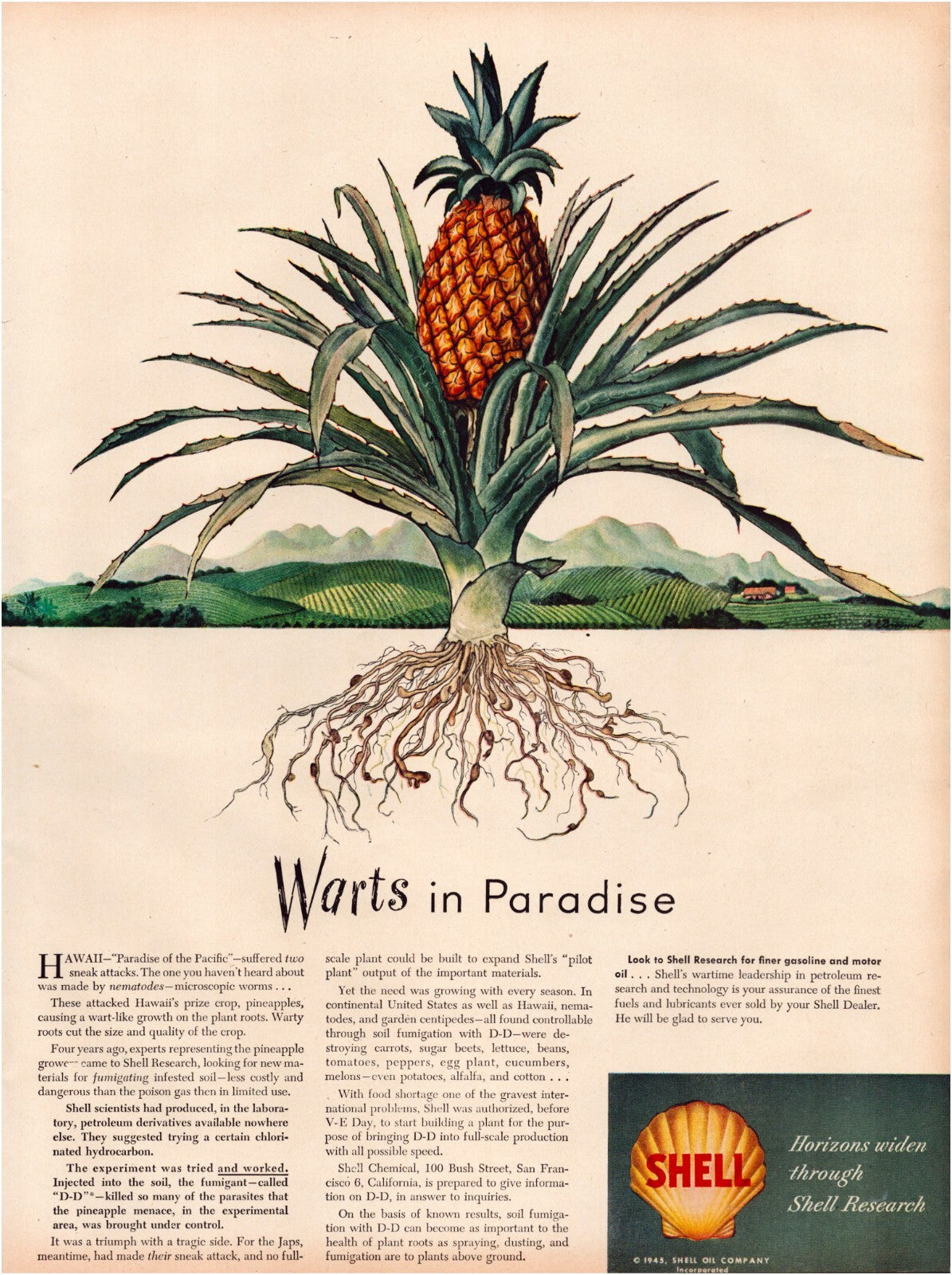 Shell Oil 1945 pineapple plant Hawaii wartime agriculture roots illustration print ad