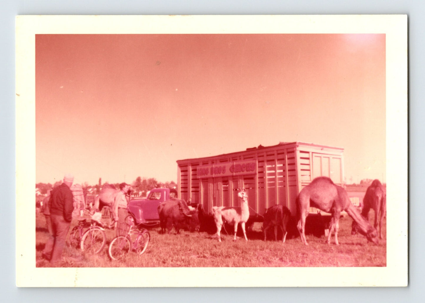 King Bros Circus 1950s Photo Camels Llamas Trailer 5 x 3.5