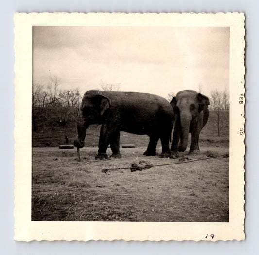 King Bros Circus elephants standing on circus lot winter trees 1955 photo