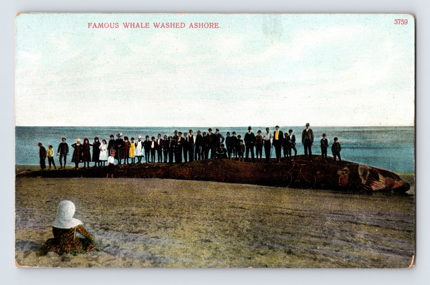 Crowd standing on large stranded whale on Cape Cod beach South Wellfleet Massachusetts early 1900s