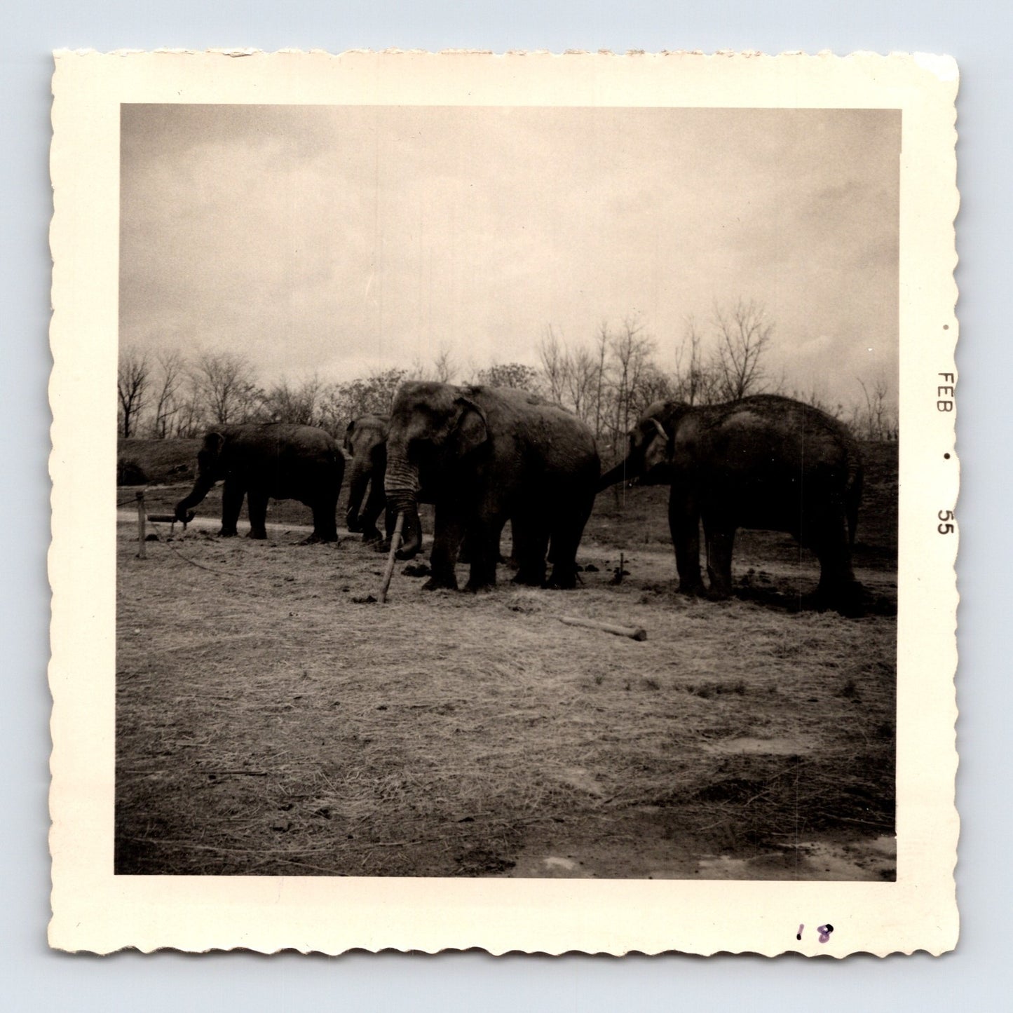 King Bros Circus elephants feeding line winter quarters February 1955 photo