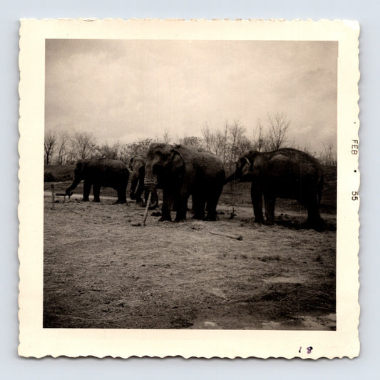 King Bros Circus elephants feeding line winter quarters February 1955 photo