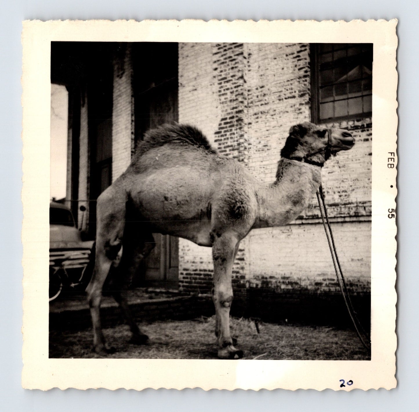 King Bros Circus camel tethered beside domed circus arena building February 1955 photo