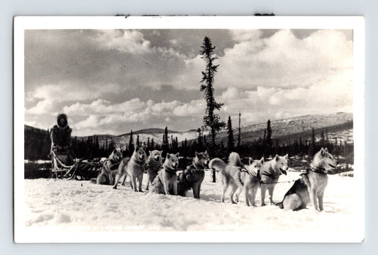 Siberian Husky sled dog team in snow 1940s photo Postcard