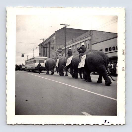 1955 Cole Bros Circus elephant parade snapshot photograph showing elephants and riders moving through downtown Decatur GA streets during a circus promotion procession